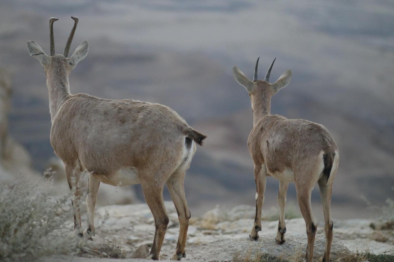 Ibex Unique Desert Inn Mitzpe Ramon Dış mekan fotoğraf