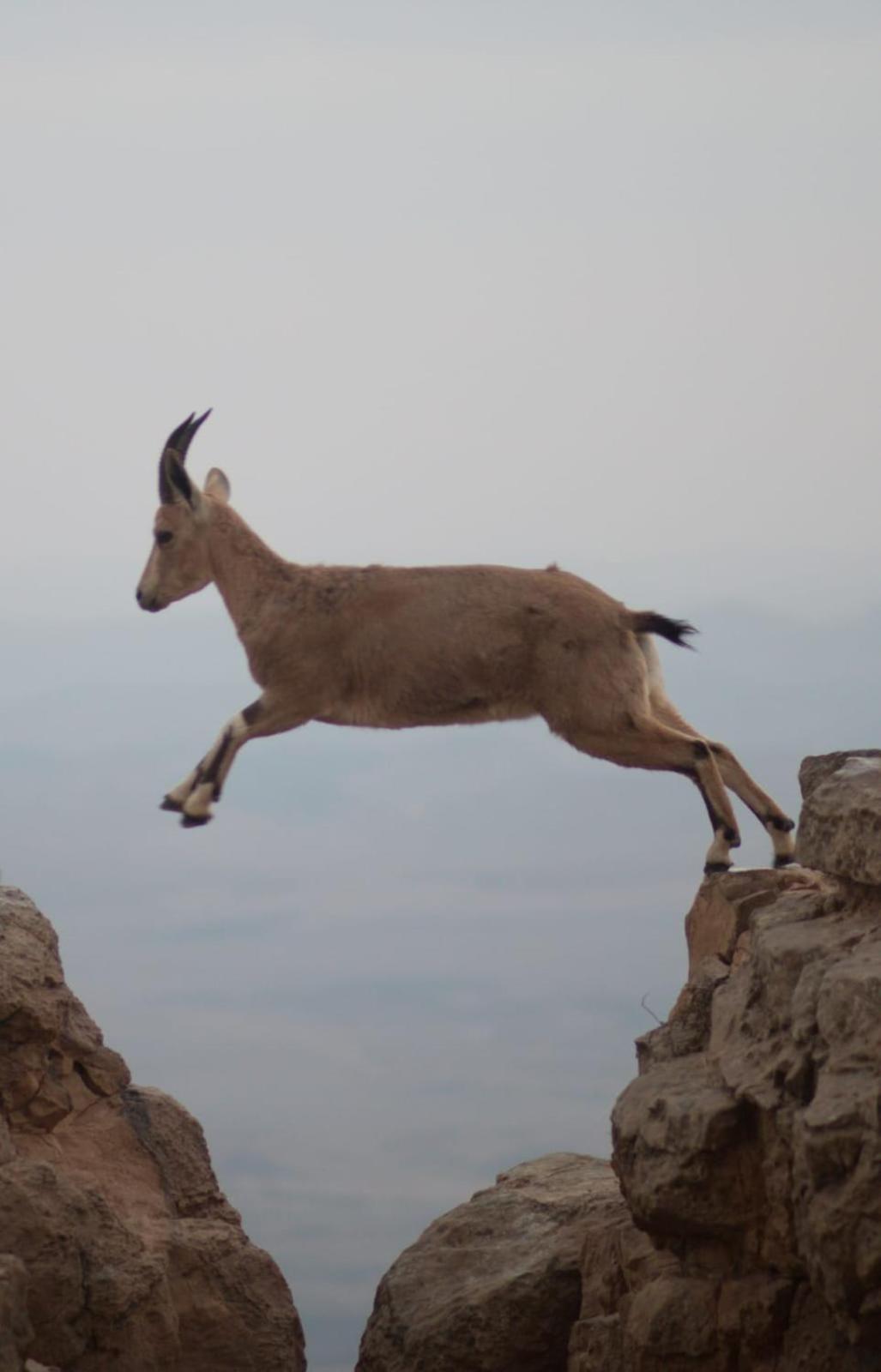 Ibex Unique Desert Inn Mitzpe Ramon Dış mekan fotoğraf
